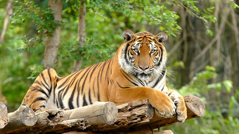 Amazing Jim Corbett Travel Maker